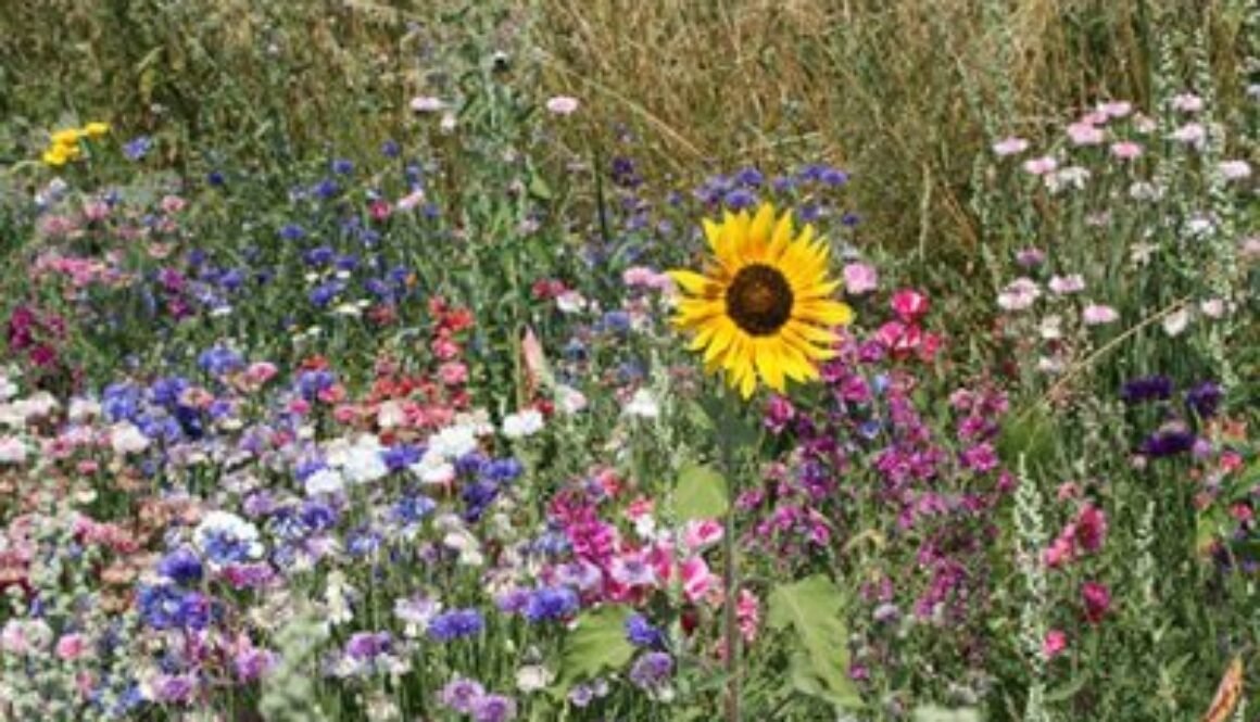 Bee & Butterfly Wildflower Bombs – 6 Huge Seed Bombs