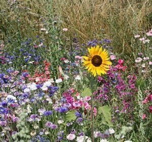 Bee & Butterfly Wildflower Bombs – 6 Huge Seed Bombs