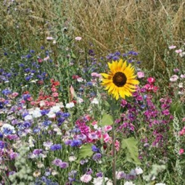 Bee & Butterfly Wildflower Bombs – 6 Huge Seed Bombs