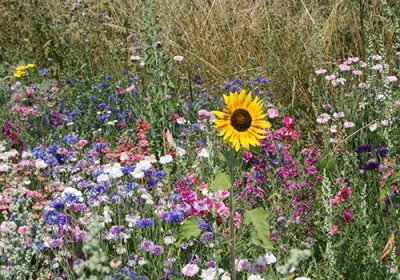 Bee & Butterfly Wildflower Bombs – 6 Huge Seed Bombs